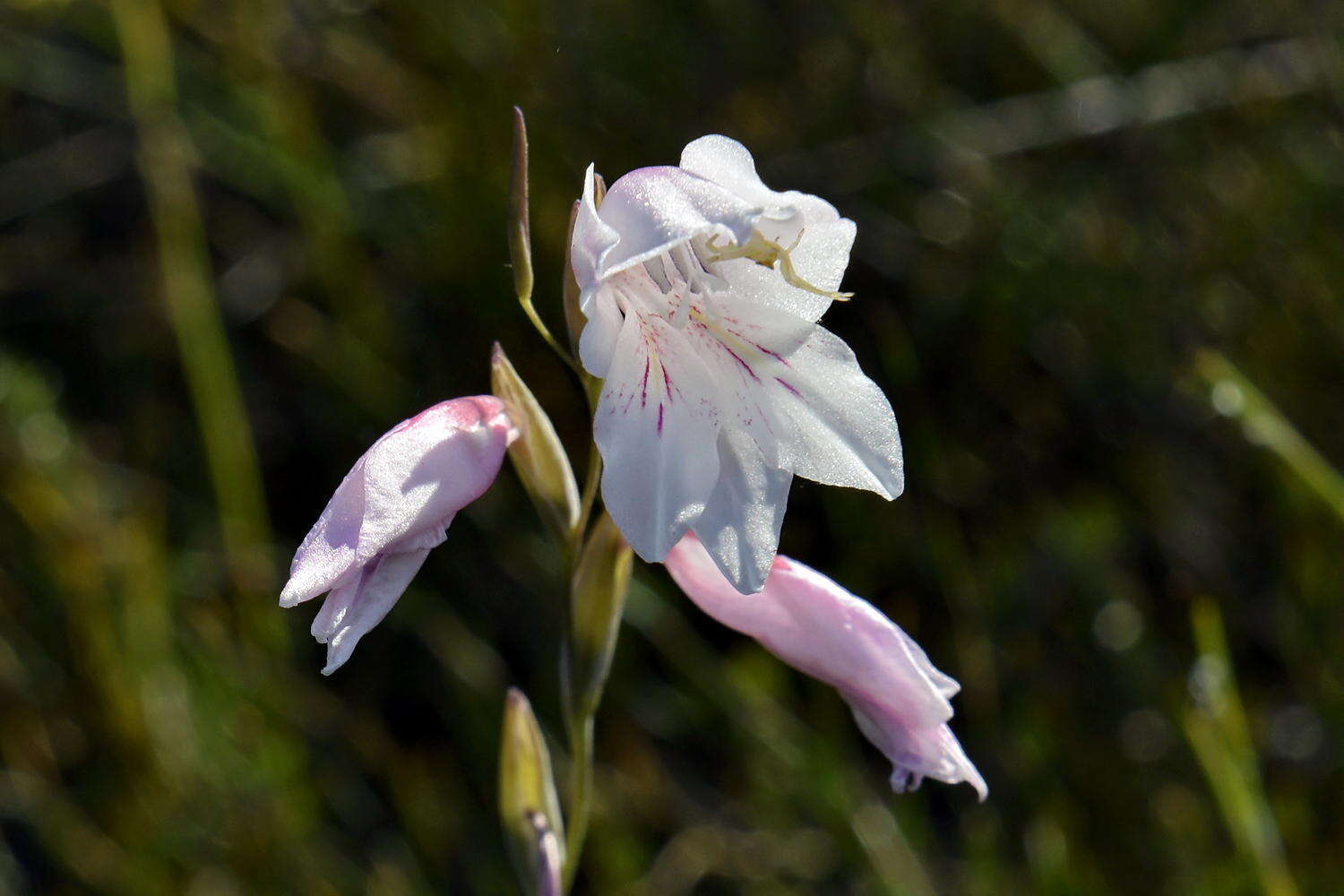 Image of Gladiolus brevifolius Jacq.