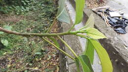 Image of Ficus variegata Bl.