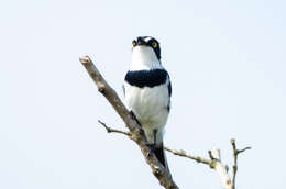 Image of Western Black-headed Batis