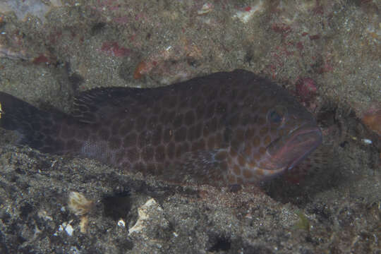 Epinephelus areolatus (Forsskål 1775) resmi