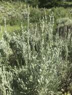 Imagem de Artemisia tridentata subsp. wyomingensis Beetle & Young