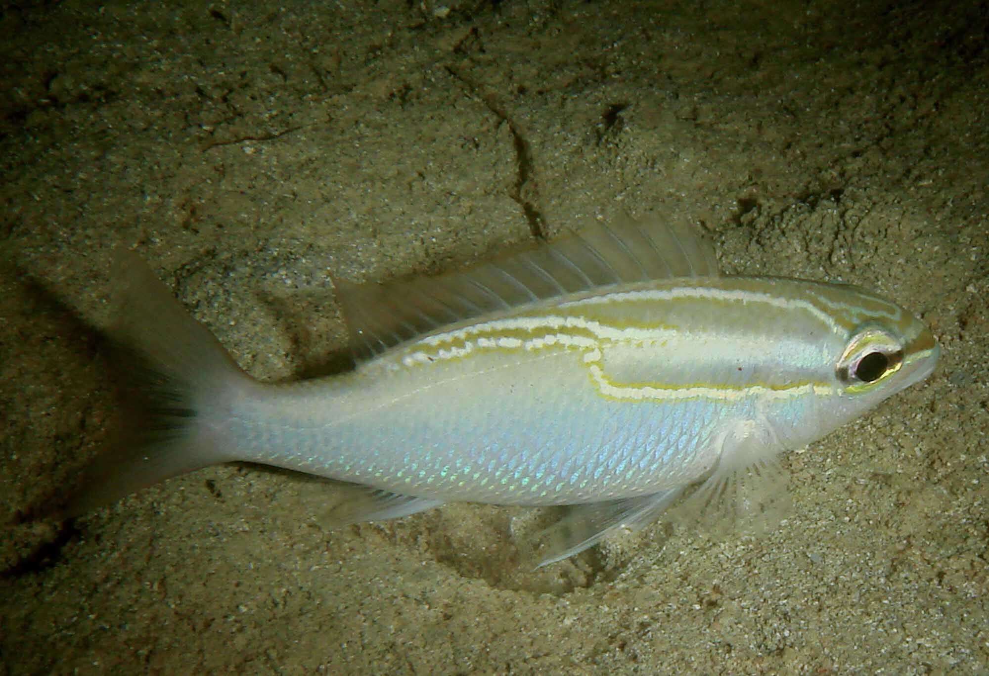 Image of Three-lined monocle bream