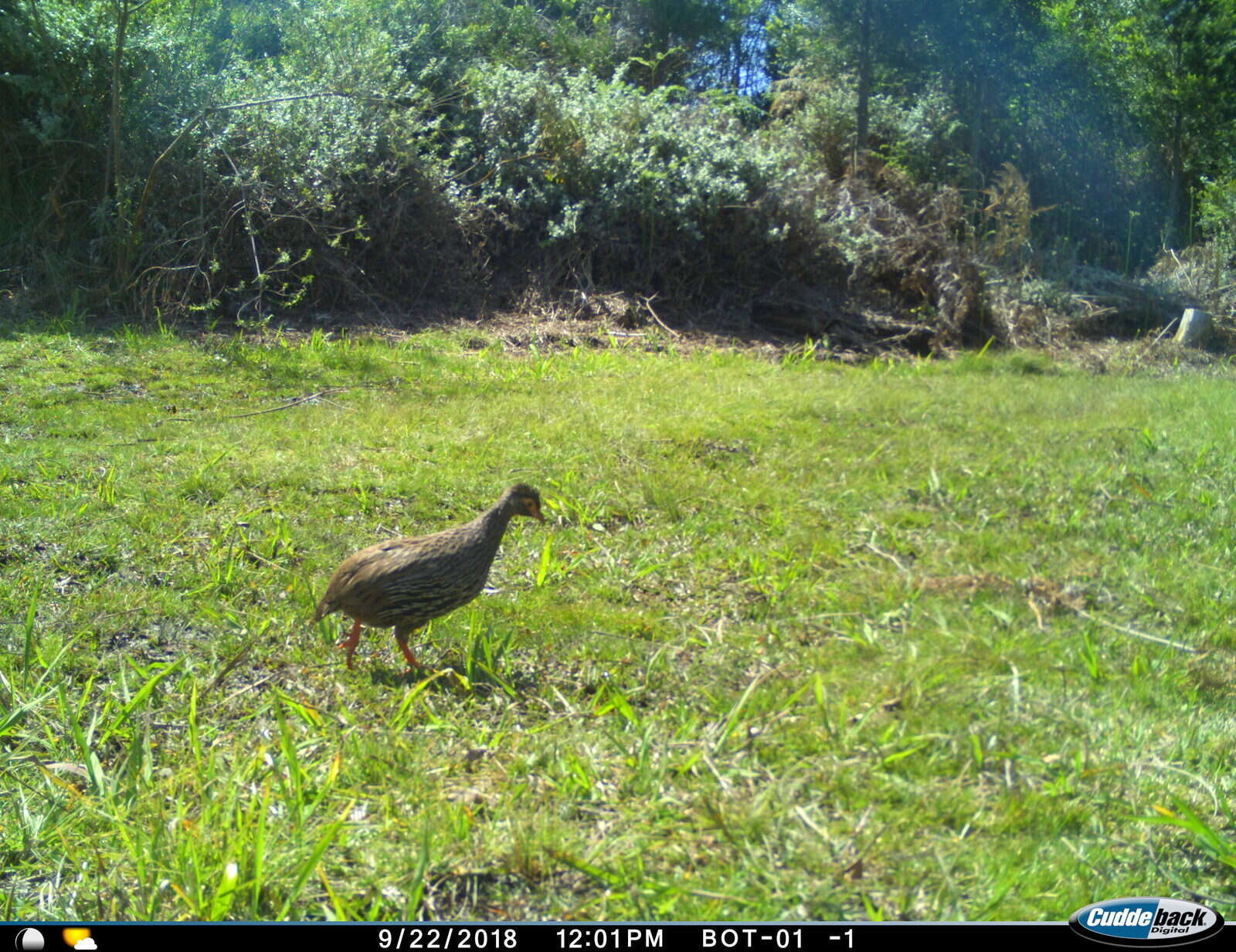 Image of Red-necked Francolin