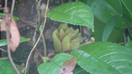 Image of <i>Pagothyra maculata</i>