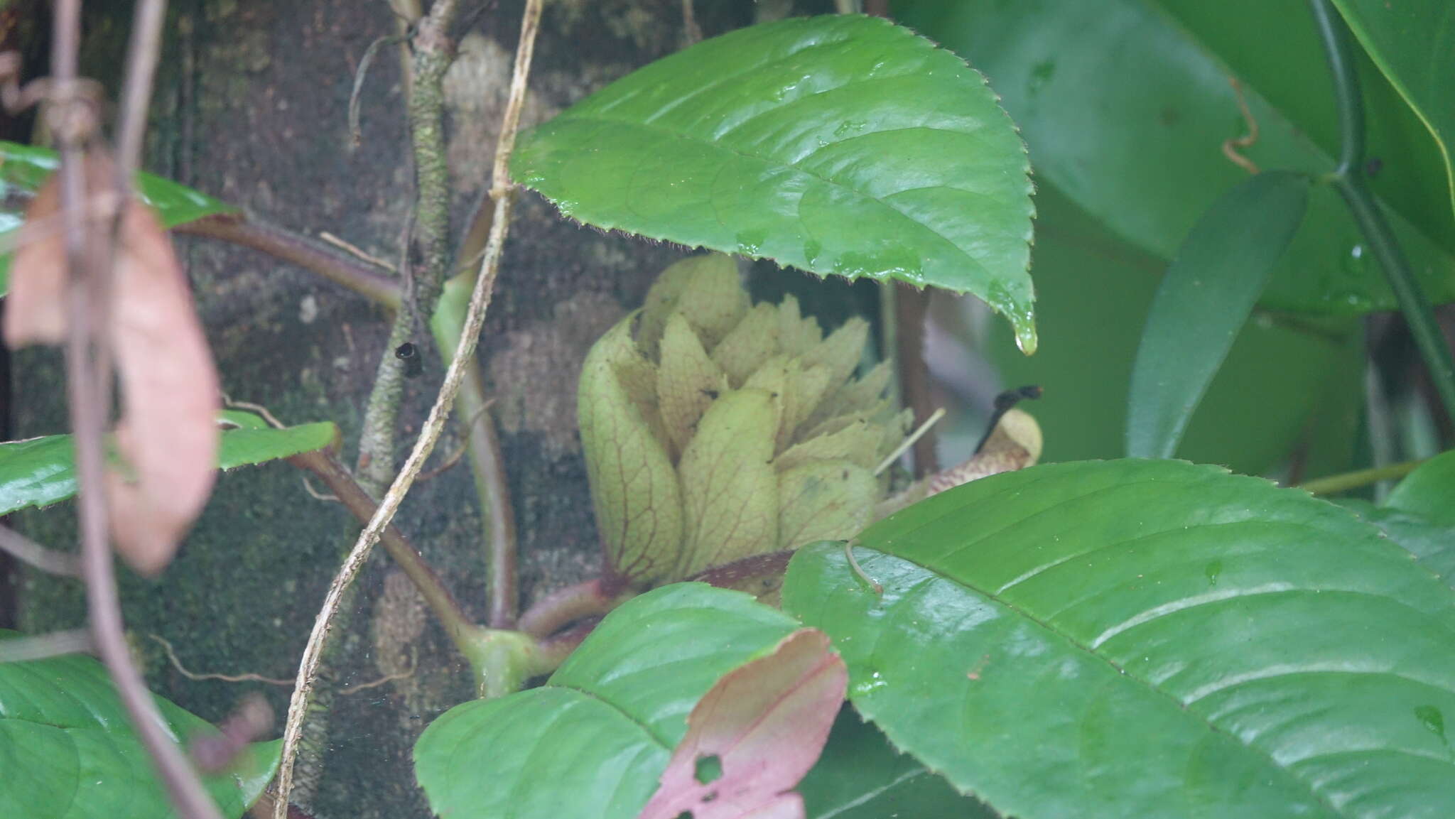 Image of <i>Pagothyra maculata</i>