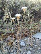 Image of Crepis alpina L.