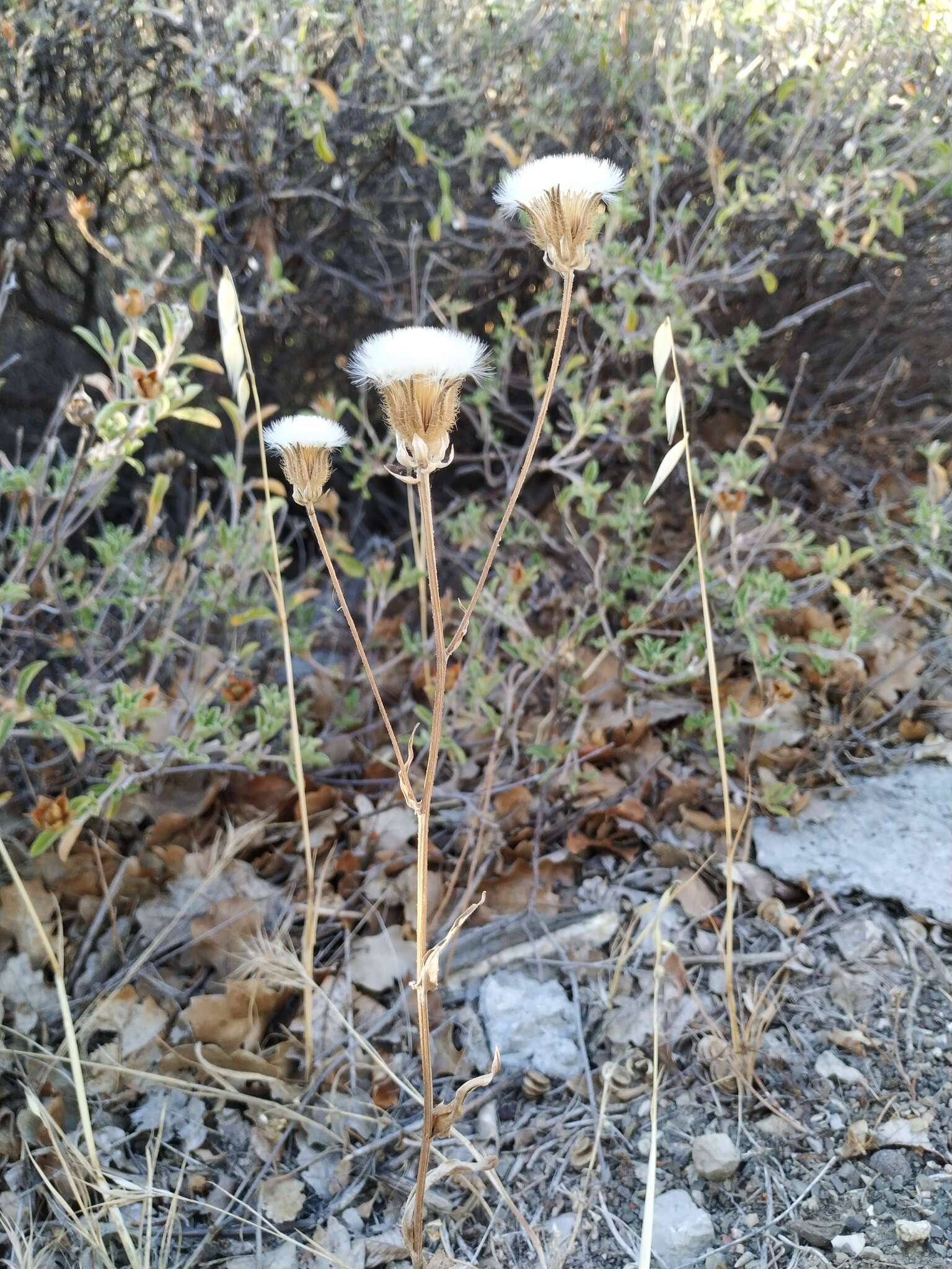 صورة Crepis alpina L.