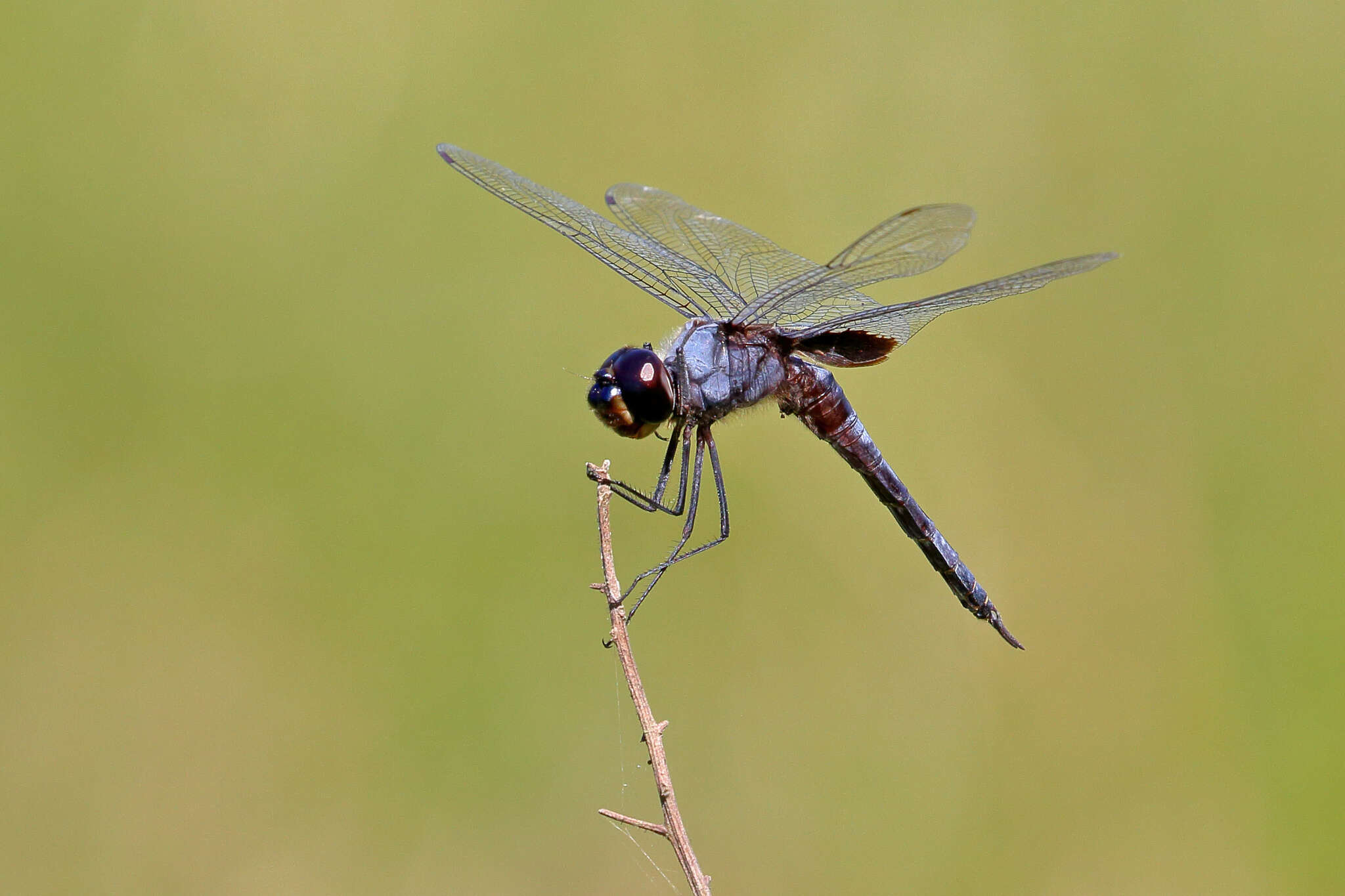 Image of Tramea binotata (Rambur 1842)