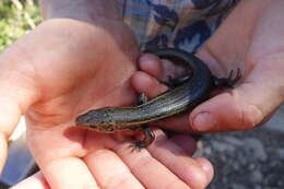 Image of Spotted Skink