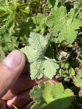 Image of cranesbill