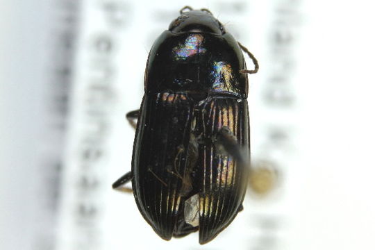Image of <i><i>Amara</i></i> (Amara) <i>communis</i> (Panzer 1797)