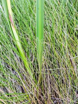 Image of Moraea alticola Goldblatt