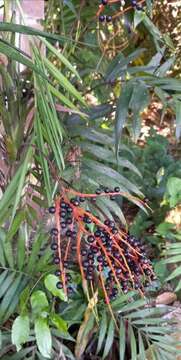 Image of parlor palm