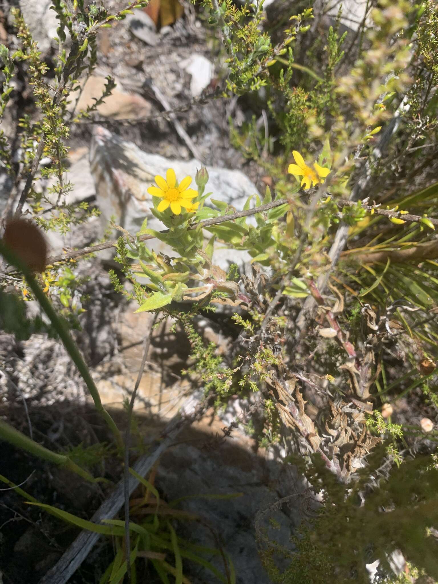 Image of Osteospermum ilicifolium L.