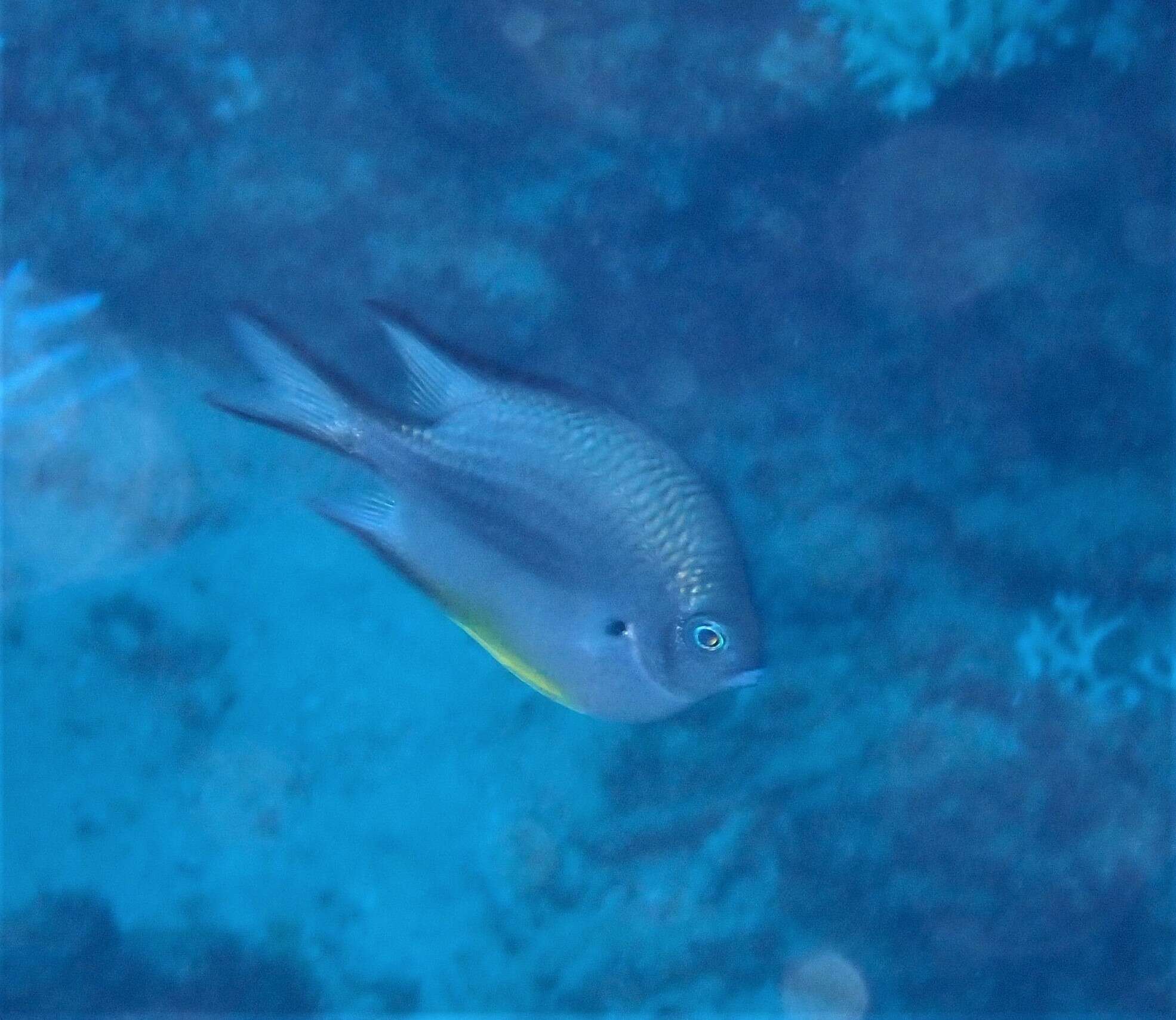 Image of White-belly damsel