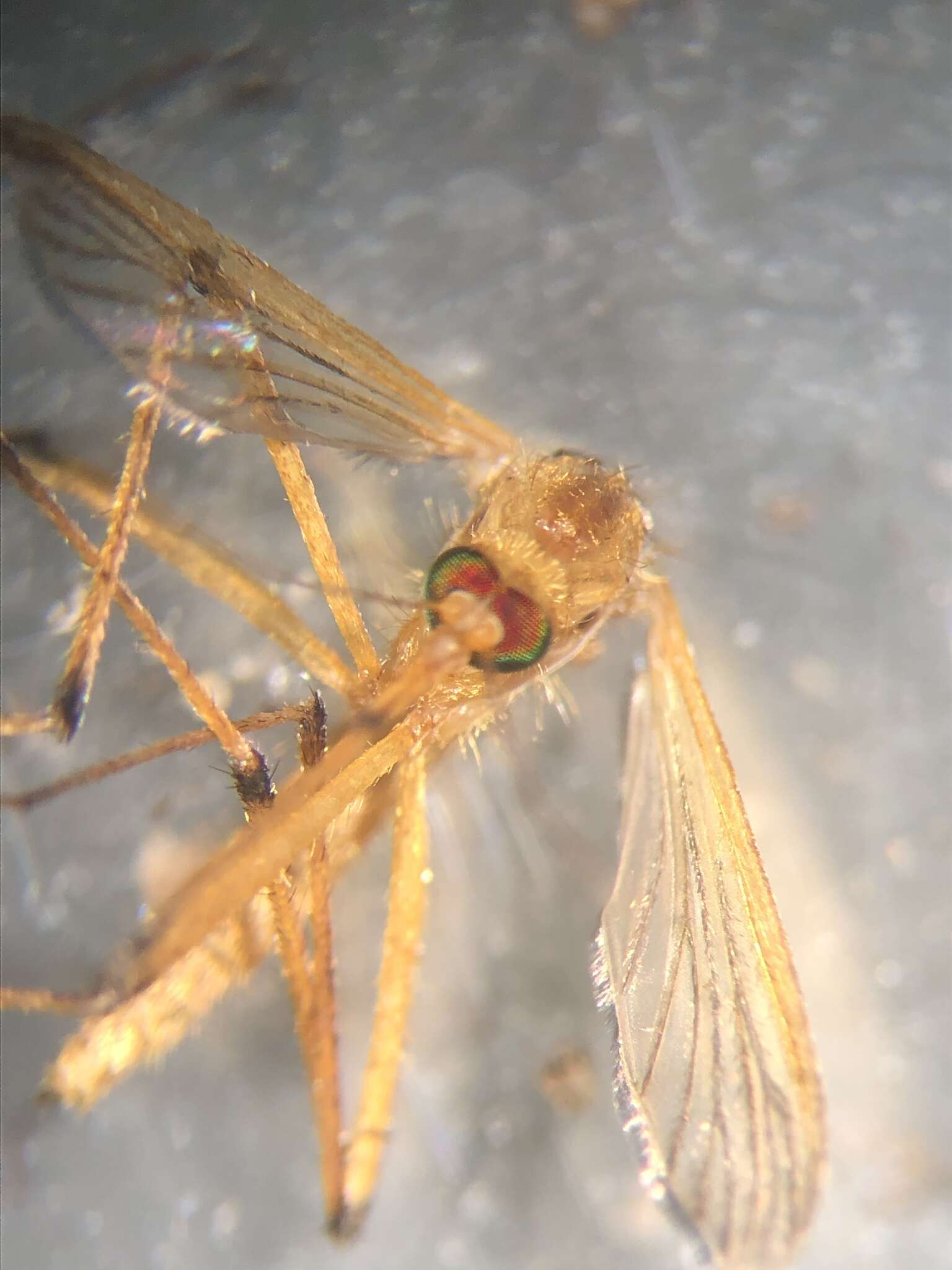 Imagem de <i>Aedes fulvus pallens</i> Ross