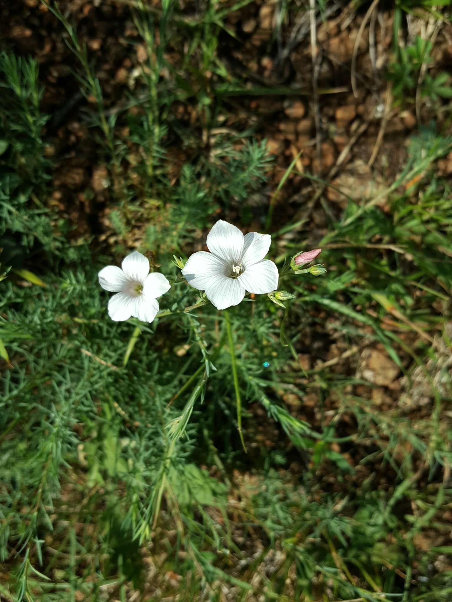 Image of Linum suffruticosum L.