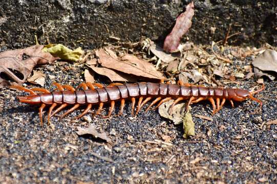 Imagem de Scolopendra dehaani Brandt 1840