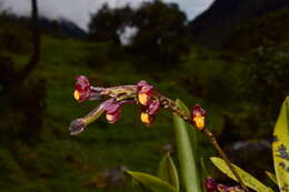 Image of Cyrtochilum rhodoneurum (Rchb. fil.) Dalström