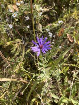 Image de Symphyotrichum georgianum (Alexander) G. L. Nesom