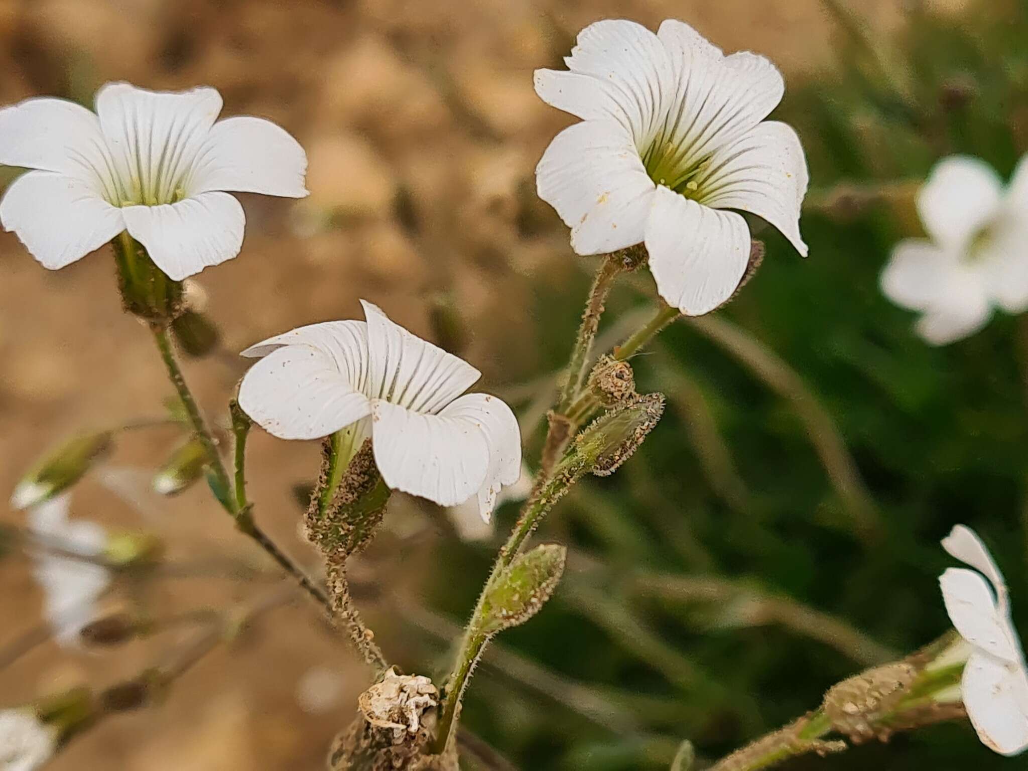 Image of Cherleria circassica (Albov) A. J. Moore & Dillenb.