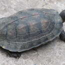 Image of Melanochelys trijuga edeniana (Theobald 1876)