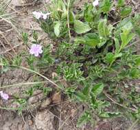 Image of Priva grandiflora (Ortega) Moldenke