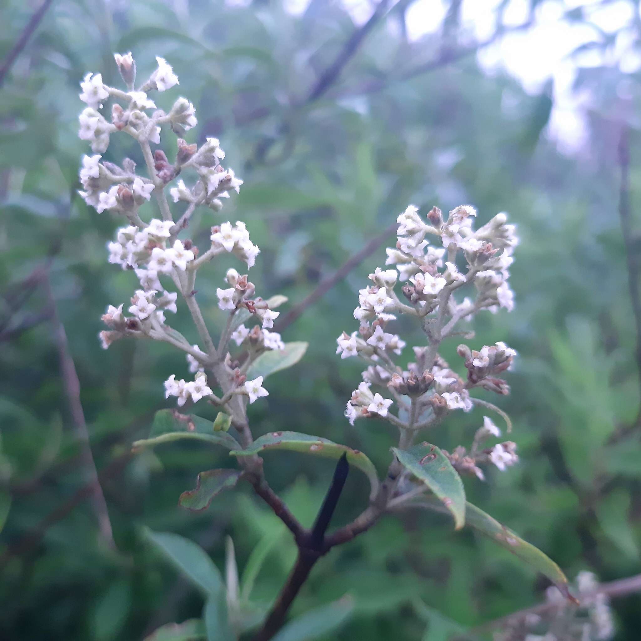 Image of Buddleja parviflora Kunth