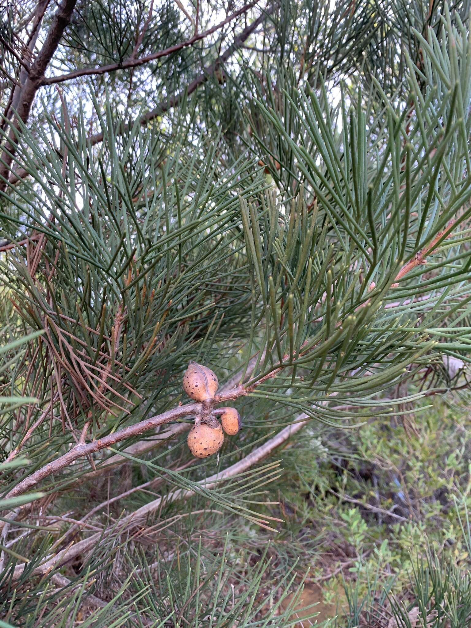 Image of Hakea drupacea (C. F. Gaertn.) Roem. & Schult.