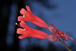 Image de Ourisia ruellioides (L. fil.) Kuntze