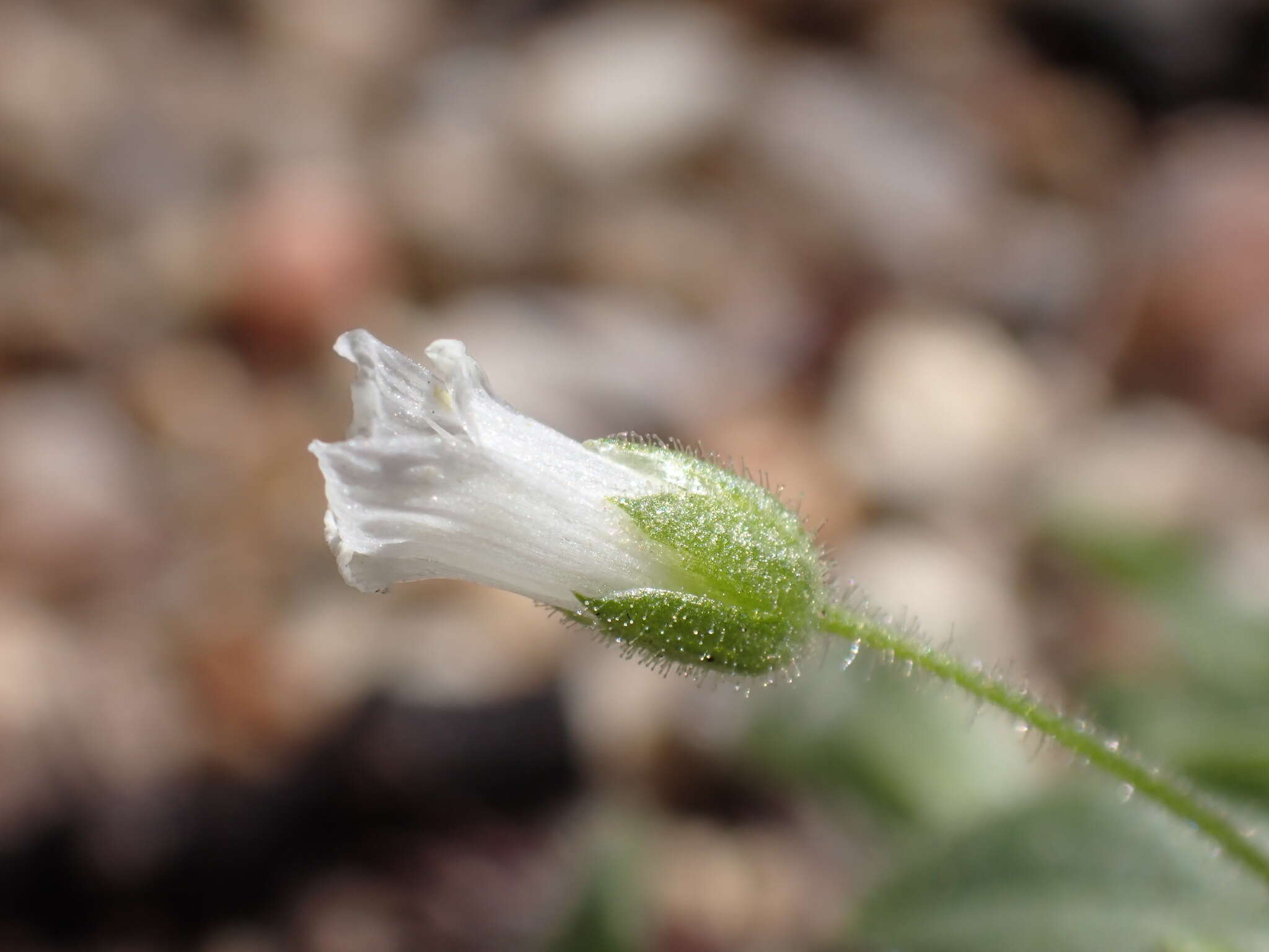 Image of Texas chickweed