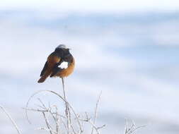 Image of Güldenstädt's Redstart