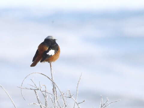 Image of Güldenstädt's Redstart