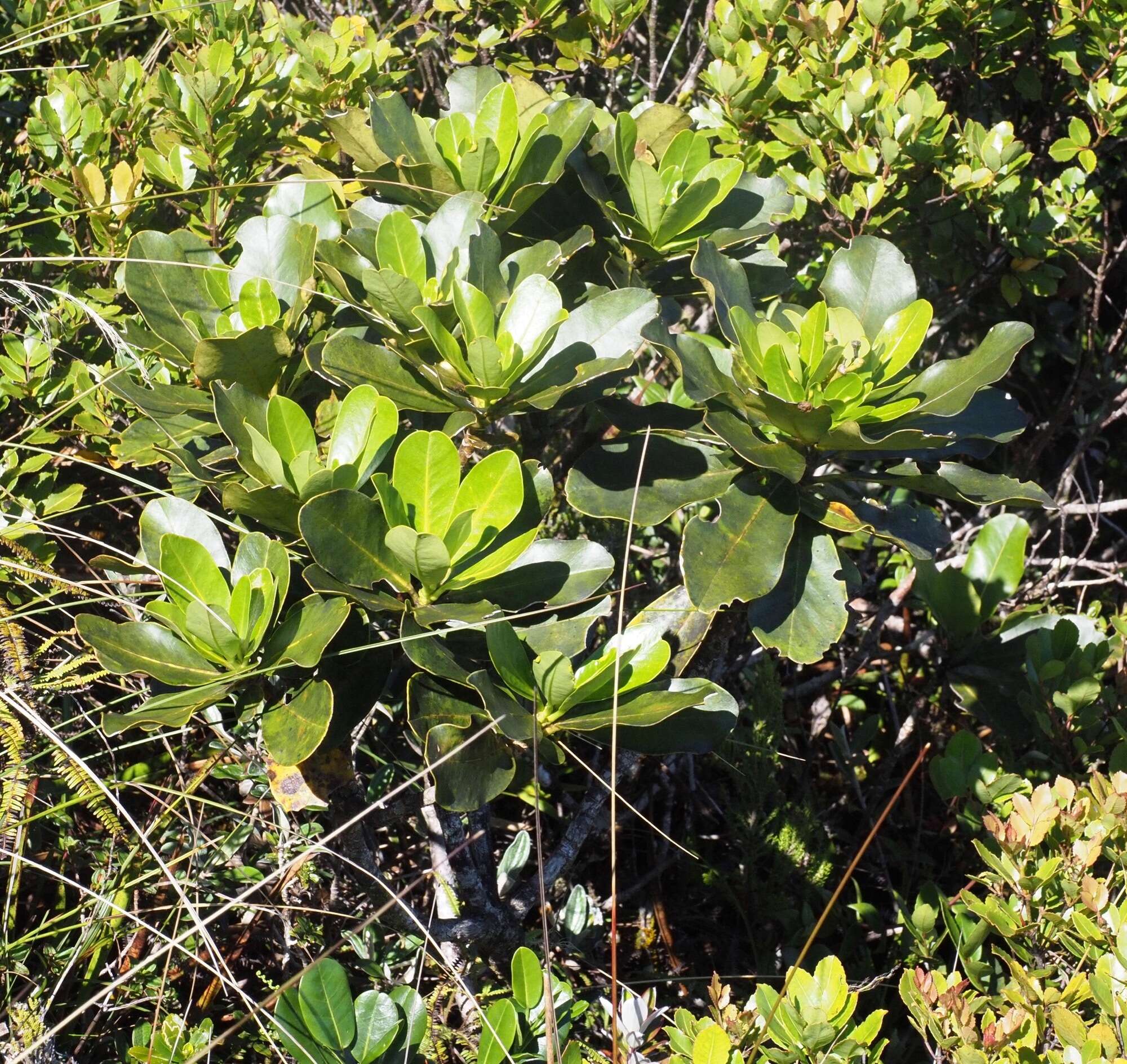 Image of Anthocleista madagascariensis Baker