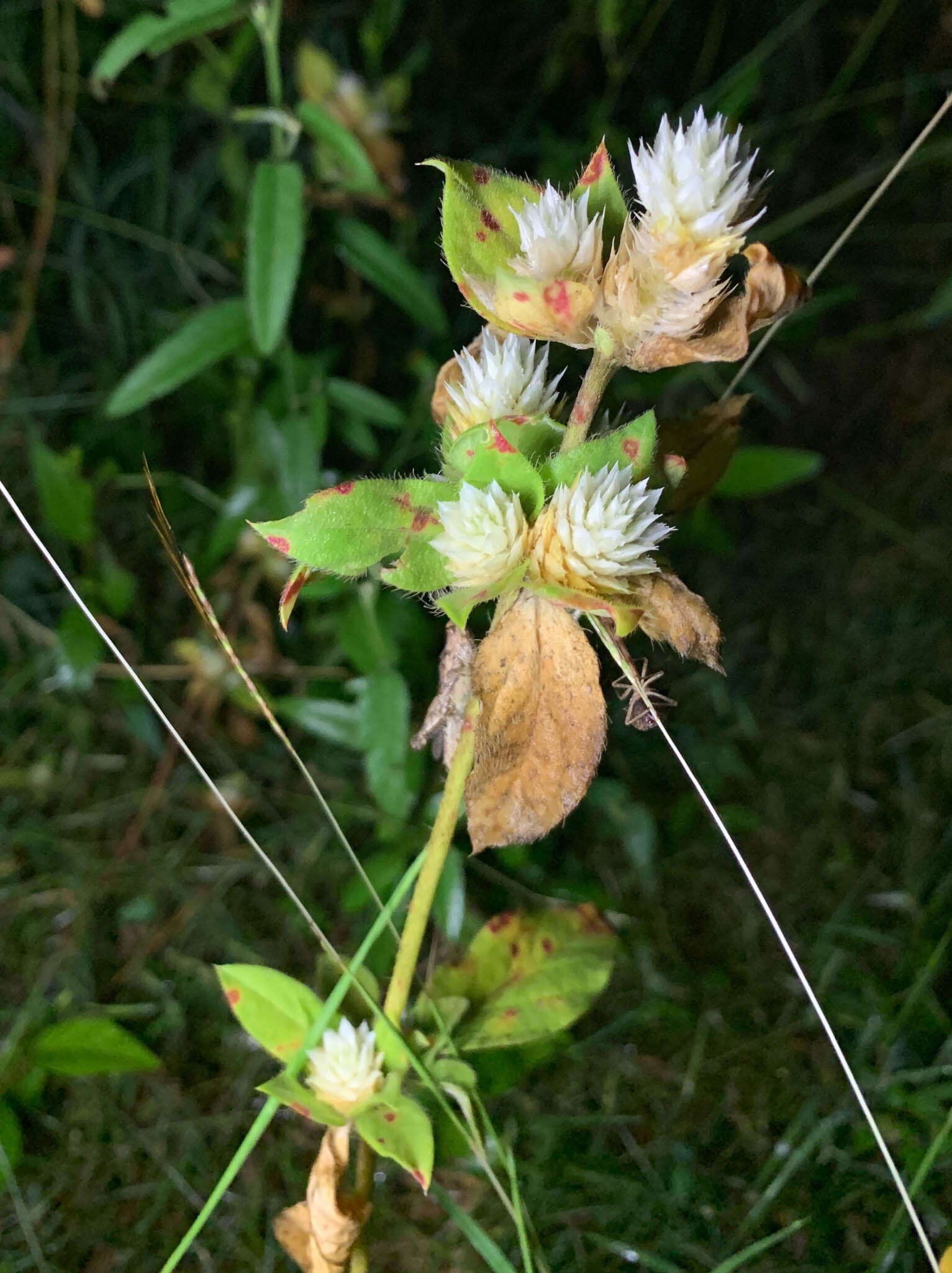 Image of Gomphrena filaginoides Mart. & Gal.