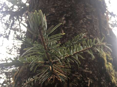 Image of East Himalayan fir