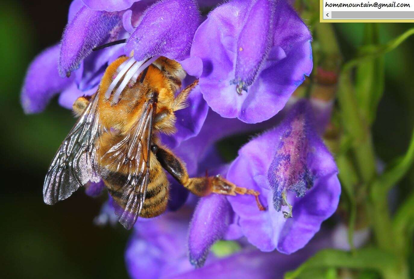 Image de Anthophora deserticola Morawitz 1873