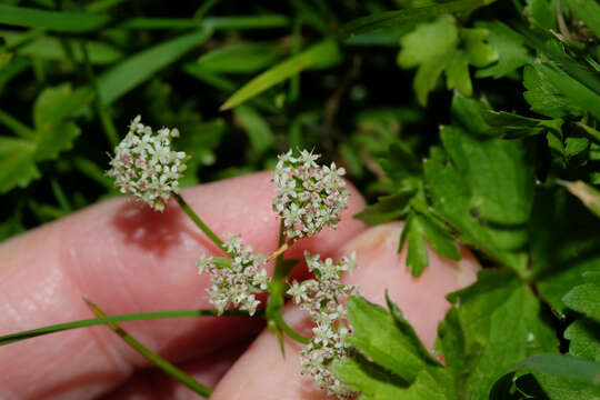 Image of Creeping marshwort