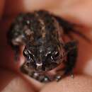 Image of Capensibufo selenophos Channing, Measey, De Villiers, Turner & Tolley 2017