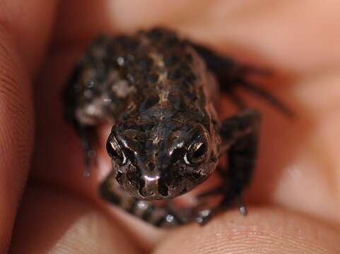 Image of Capensibufo selenophos Channing, Measey, De Villiers, Turner & Tolley 2017