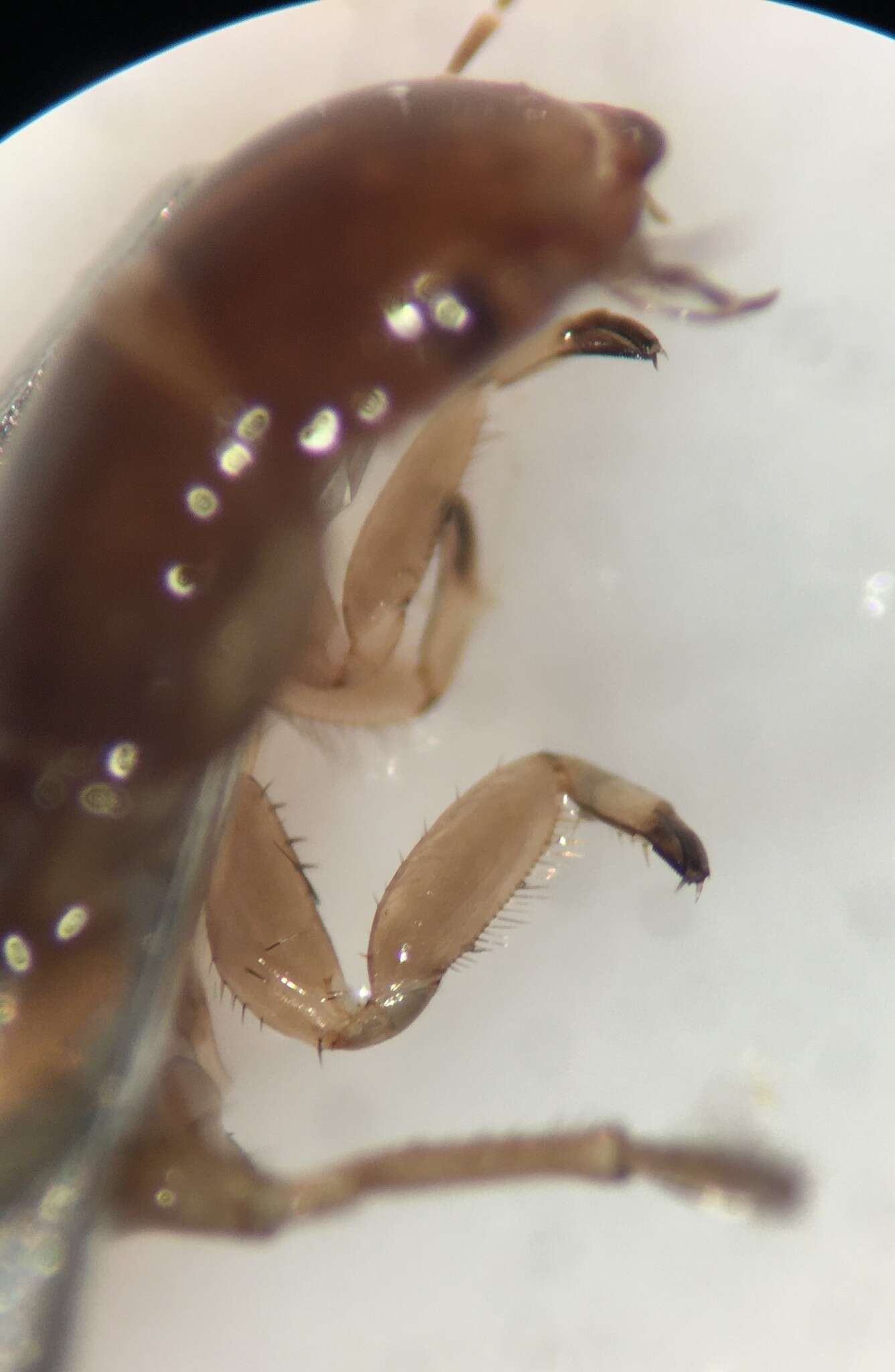 Image of Matus ovatus blatchleyi Leech 1941