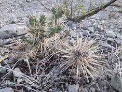 Image of thistle cholla