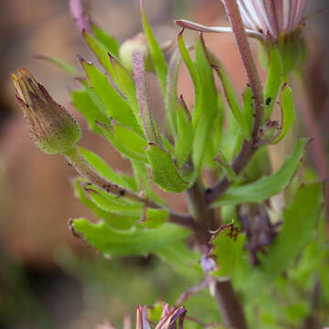 Image of Gordon's Bay Daisy