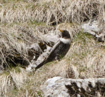 Image of Ring Ouzel