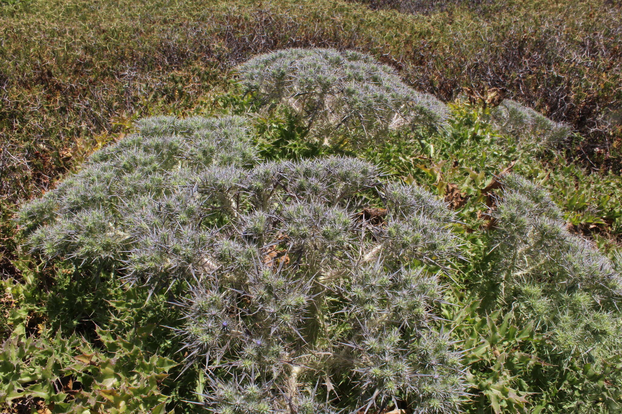 Plancia ëd Cardopatium corymbosum (L.) Pers.