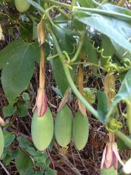 Imagem de Passiflora tripartita (A. Juss.) Poiret