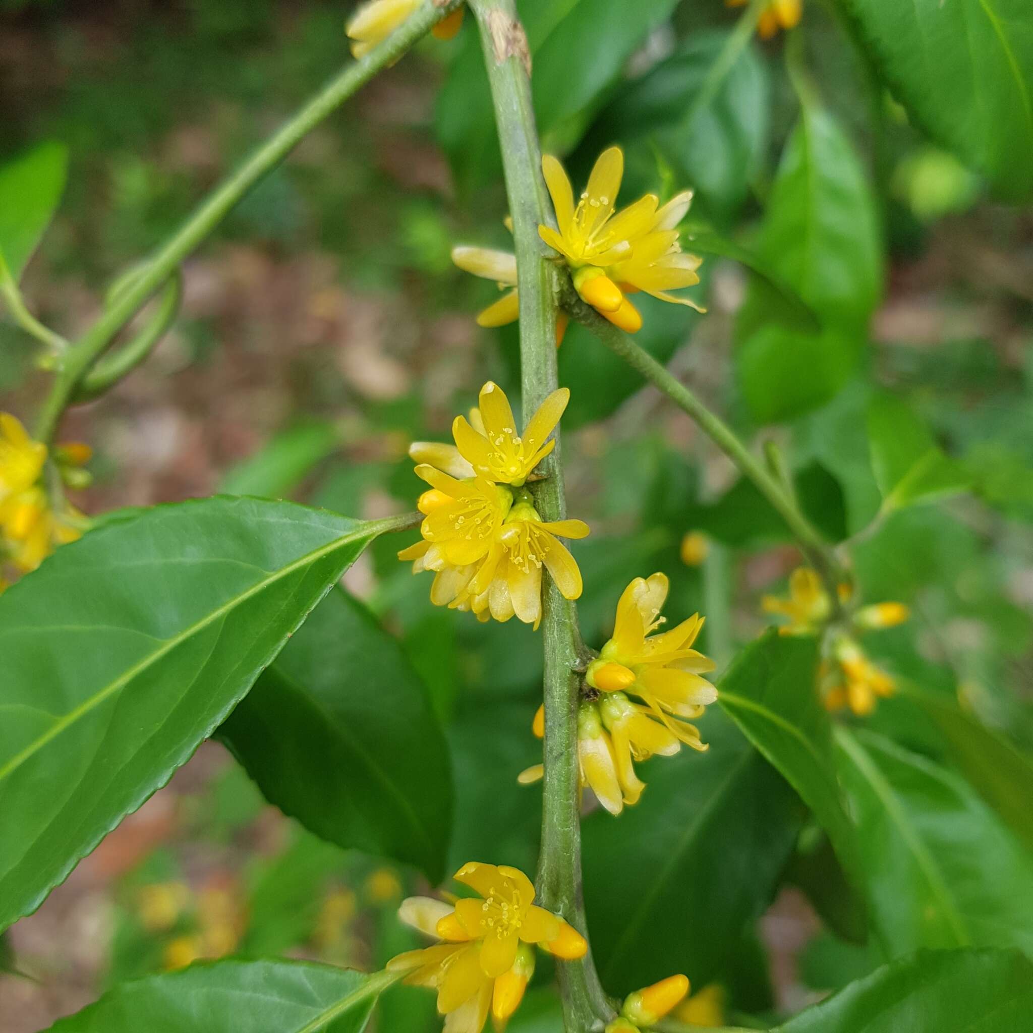 Imagem de Indorouchera griffithiana (Planch.) Hall. fil.