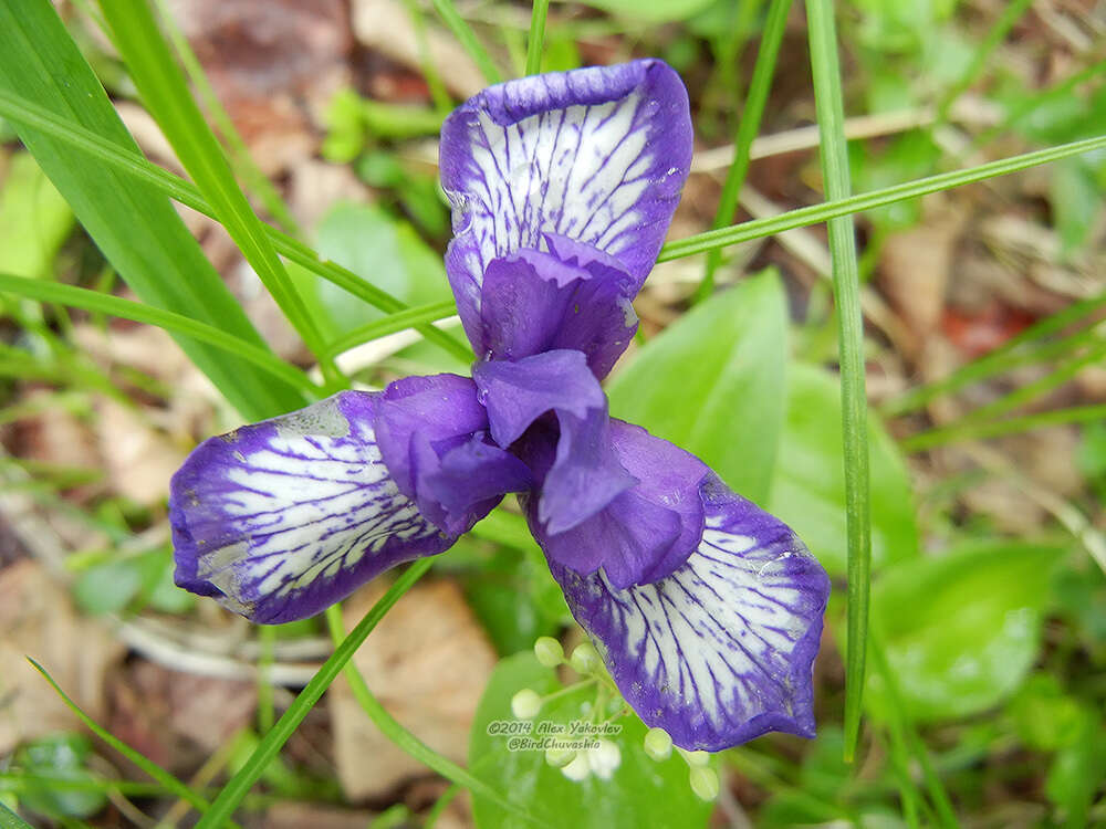 Image of Iris uniflora Pall. ex Link