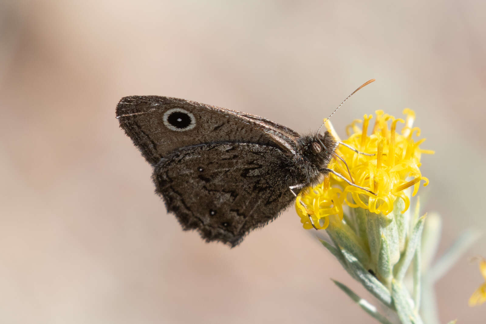 Image of Small Wood Nymph