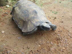 Image of Home's Hinge-back Tortoise